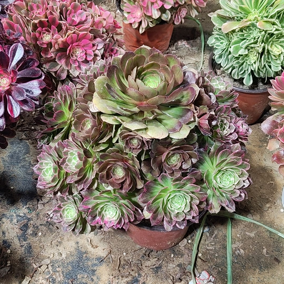 9莲花座法师故事法师故事