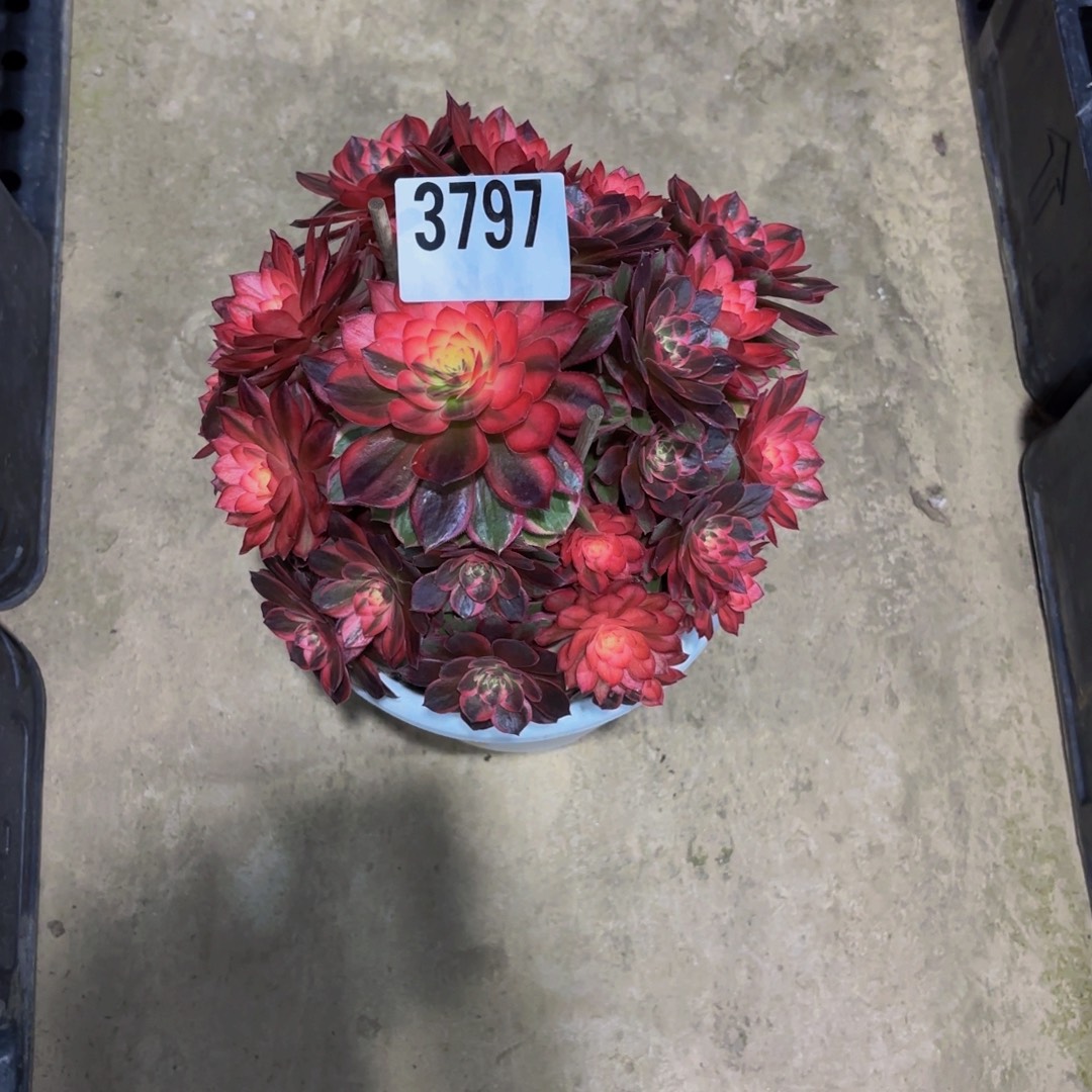 不***遇无花朵3797黑魔锦1111111