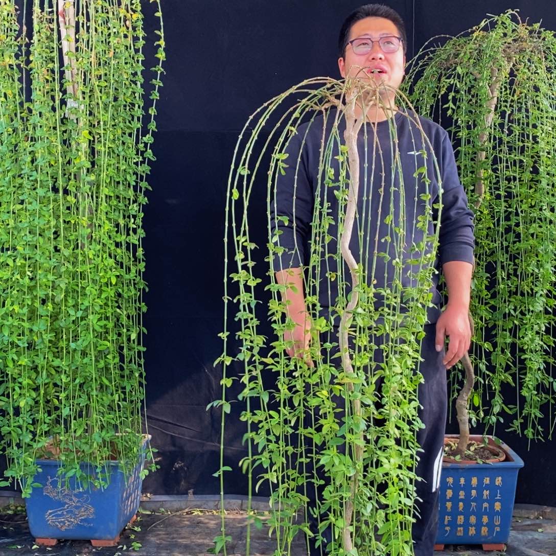 三台迎春，一物一拍，落叶