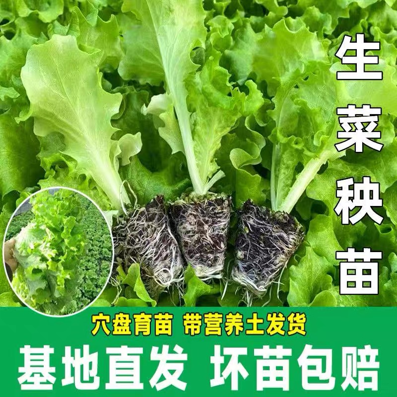 生菜苗秧苗带土意大利大速生奶油阳台水培盆栽种子蔬菜菜秧苗