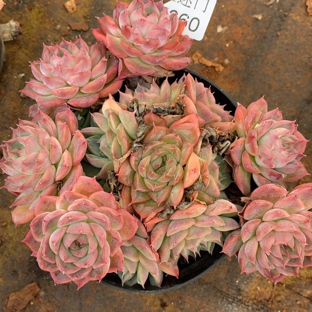 杂交精品多肉7360~13厘米