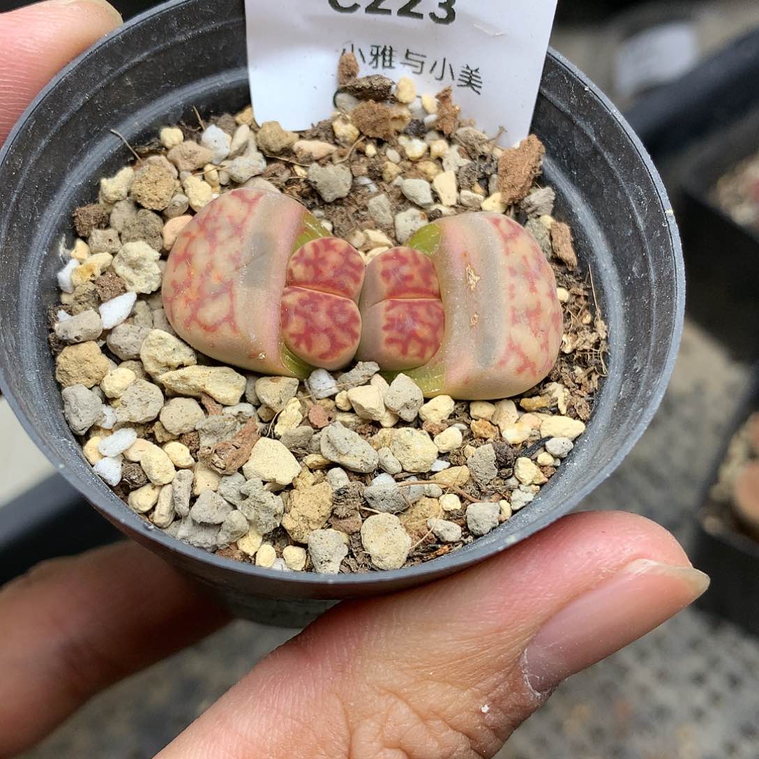 C223多肉植物保护