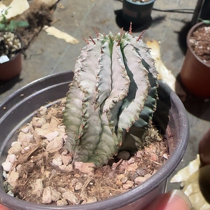 魁伟玉多肉植物多肉植物