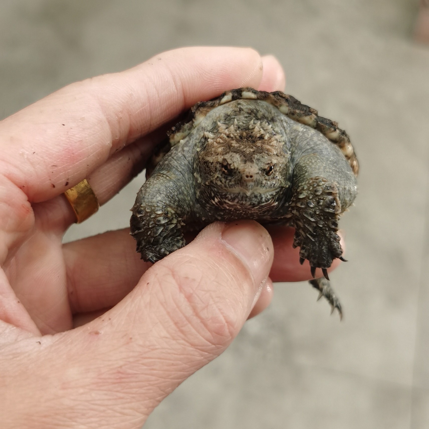 鳄迷 自繁殖精品佛鳄龟 直播挑龟 无360度开箱视频不予售后
