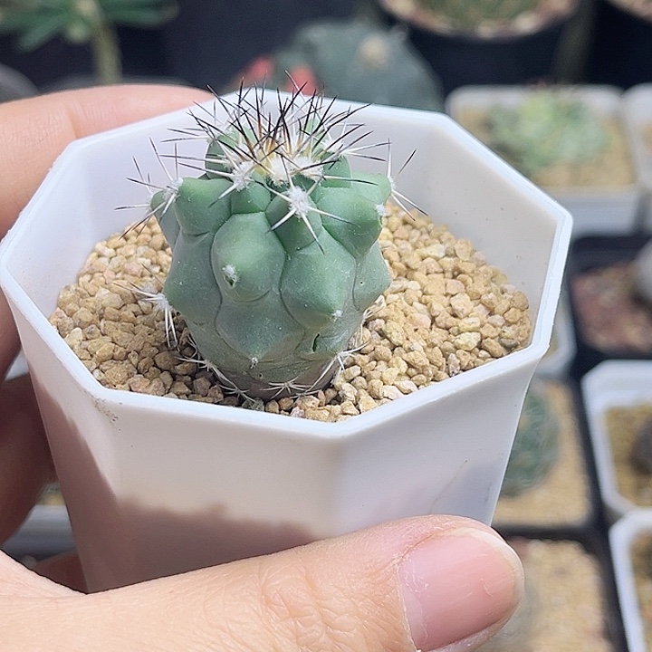 特价黑枪娇丽，掉刺有伤