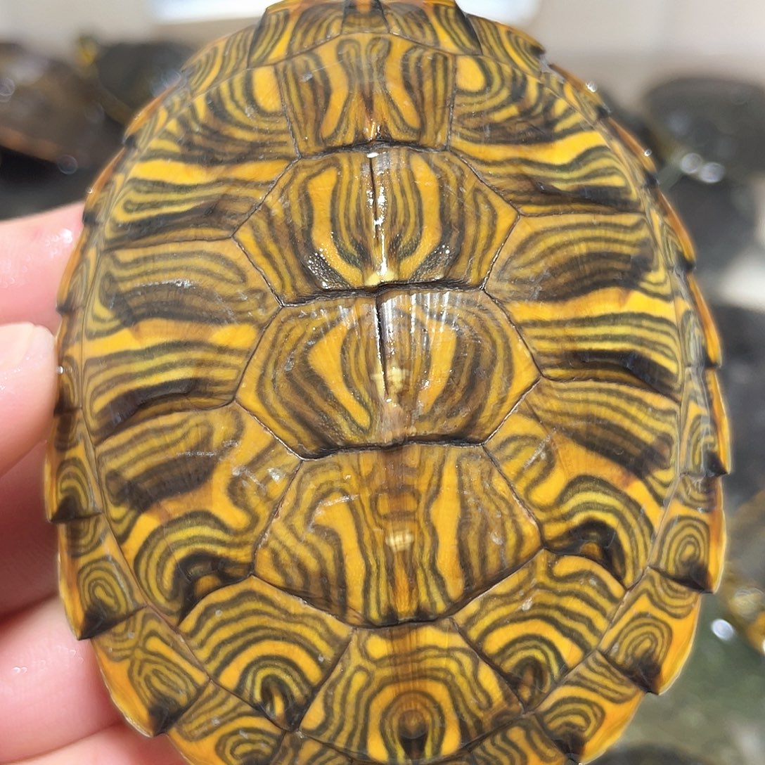 宠物龟不分公母8.2