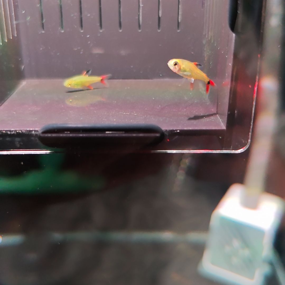 灯科鱼炎尾黑豆2条