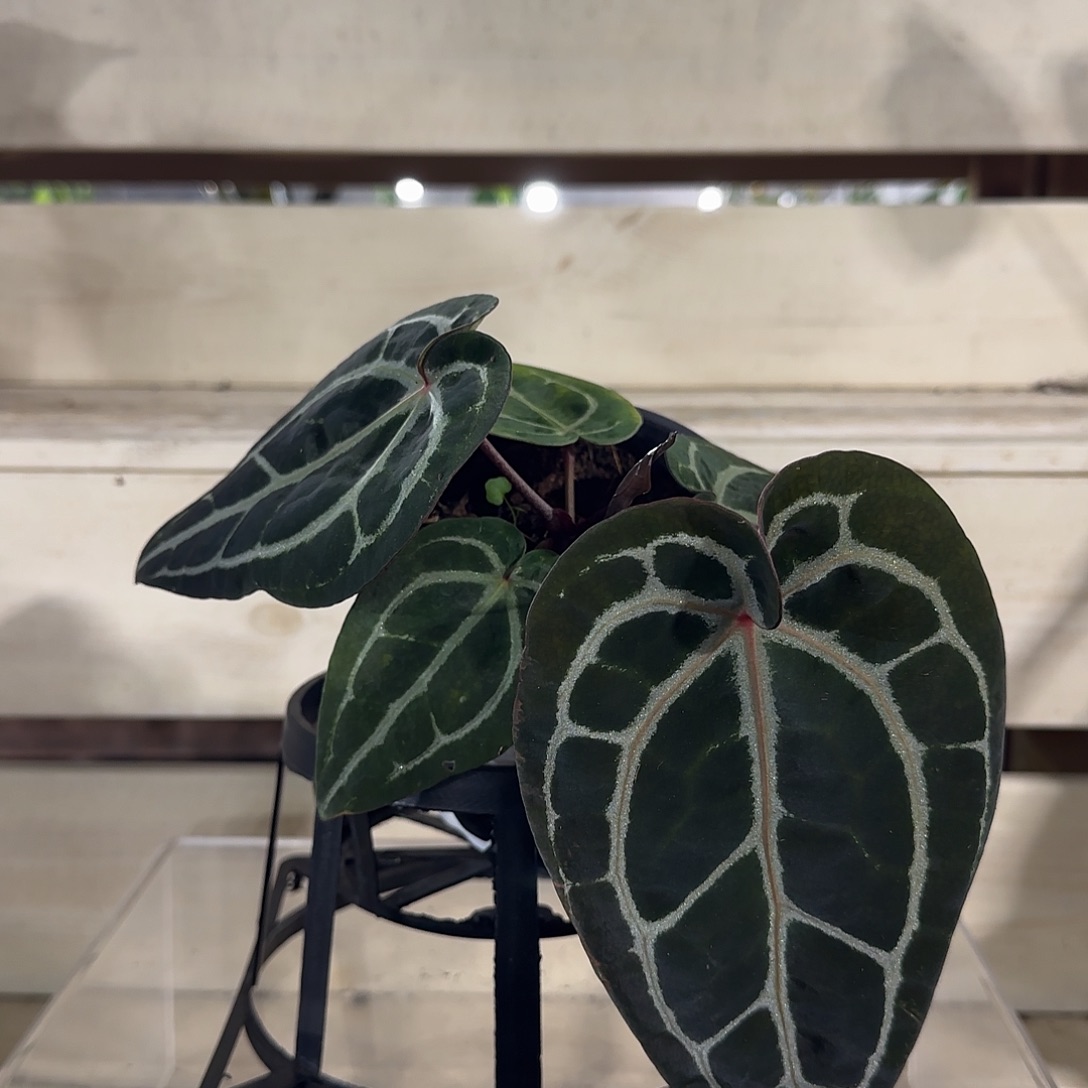 无花朵红水晶花烛