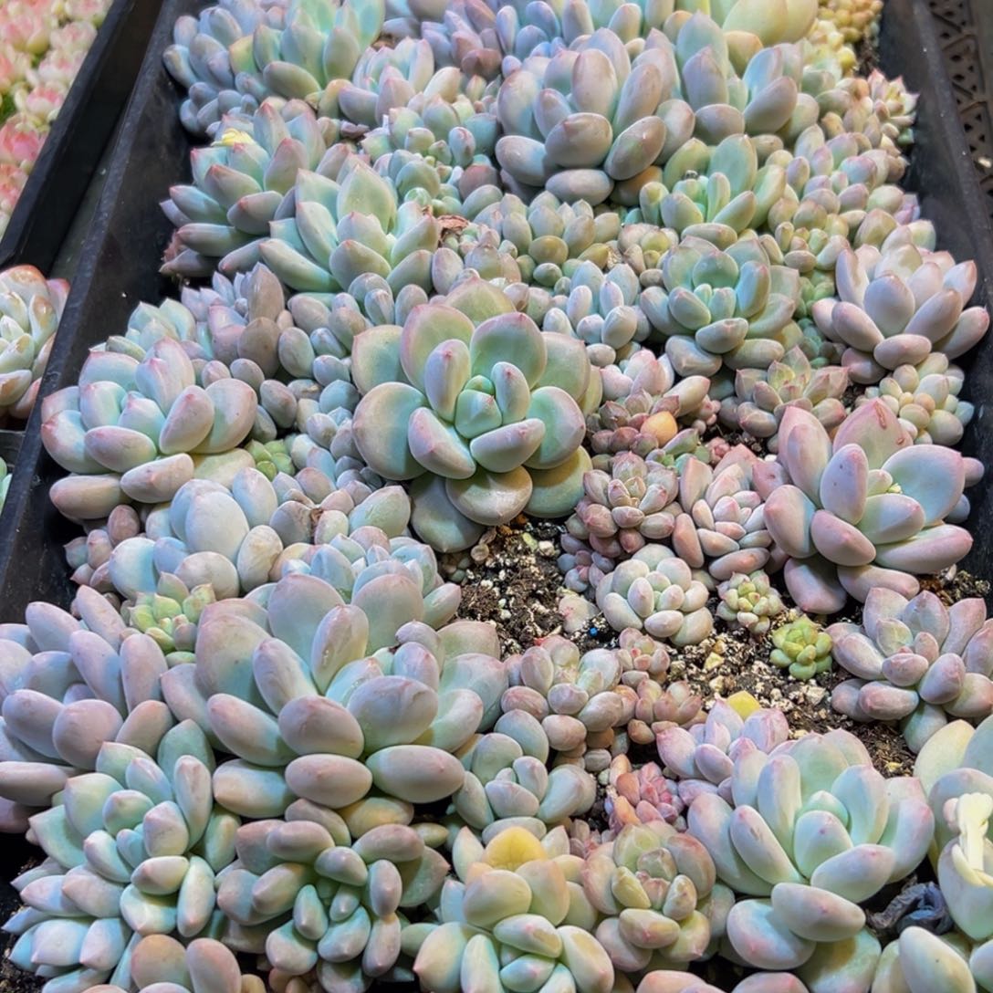 雷***心935多肉葡萄的价格是