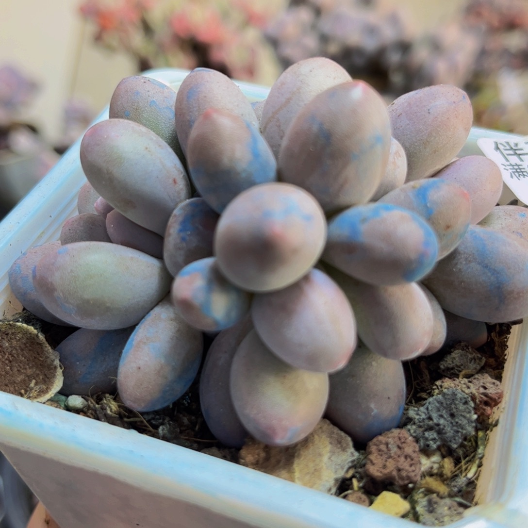 789/5cm汤圆奶酪多肉