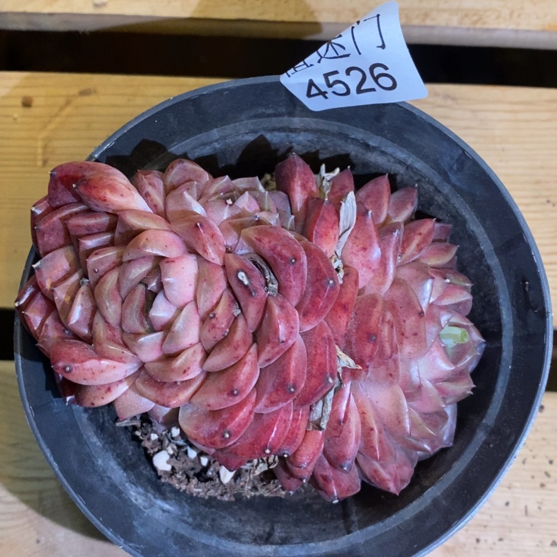 月*杂交精品多肉4526
