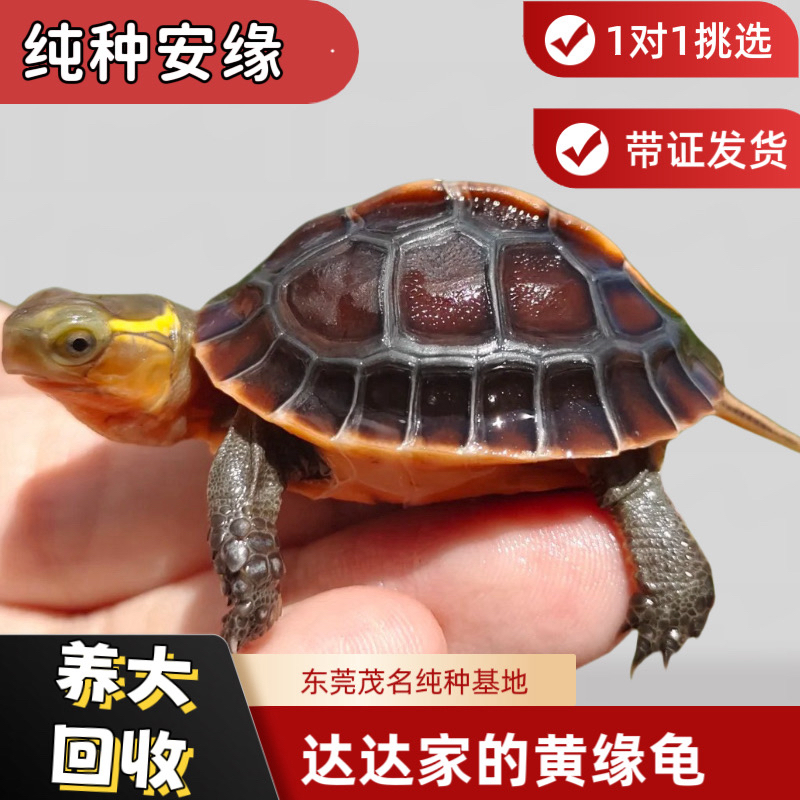 原种一代苗小乌龟宠物活体宠物售出No退No换（包活到手）