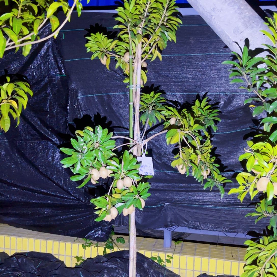 S***;果苗667777777775666