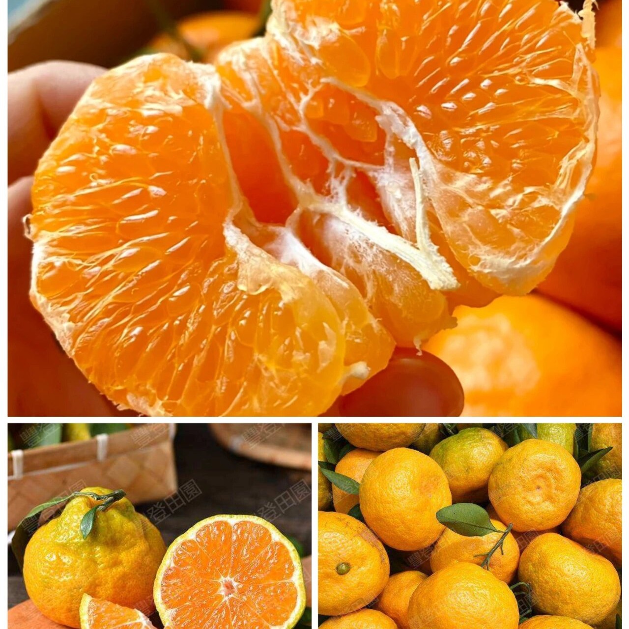 [富贵专属顺丰次日达]丑橘2.5公斤净重包邮到家云南省