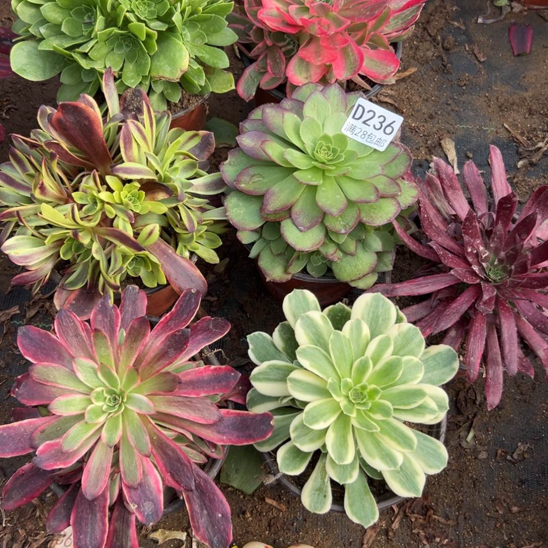236多肉套餐7颗      