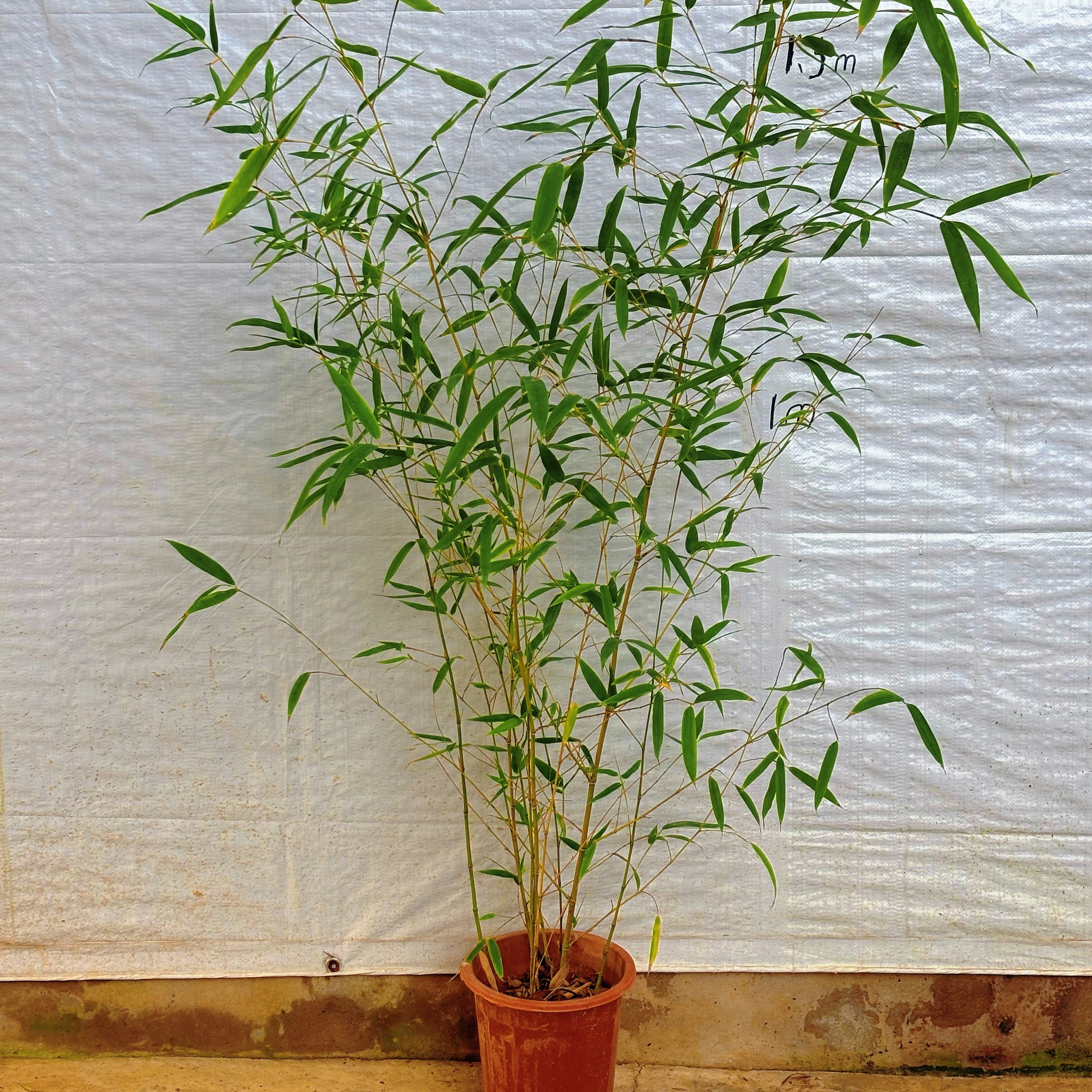 冰翠竹基地直发原土原盆不修剪室内室外地材盆栽绿化南方北方室外