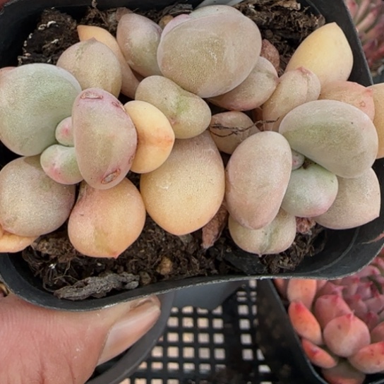 141比尔盖茨一物一拍多肉