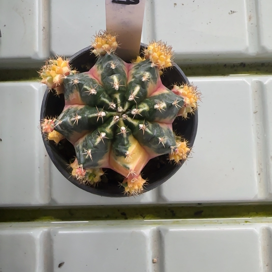 Z*记129-0306丘吉尔脱土发多肉