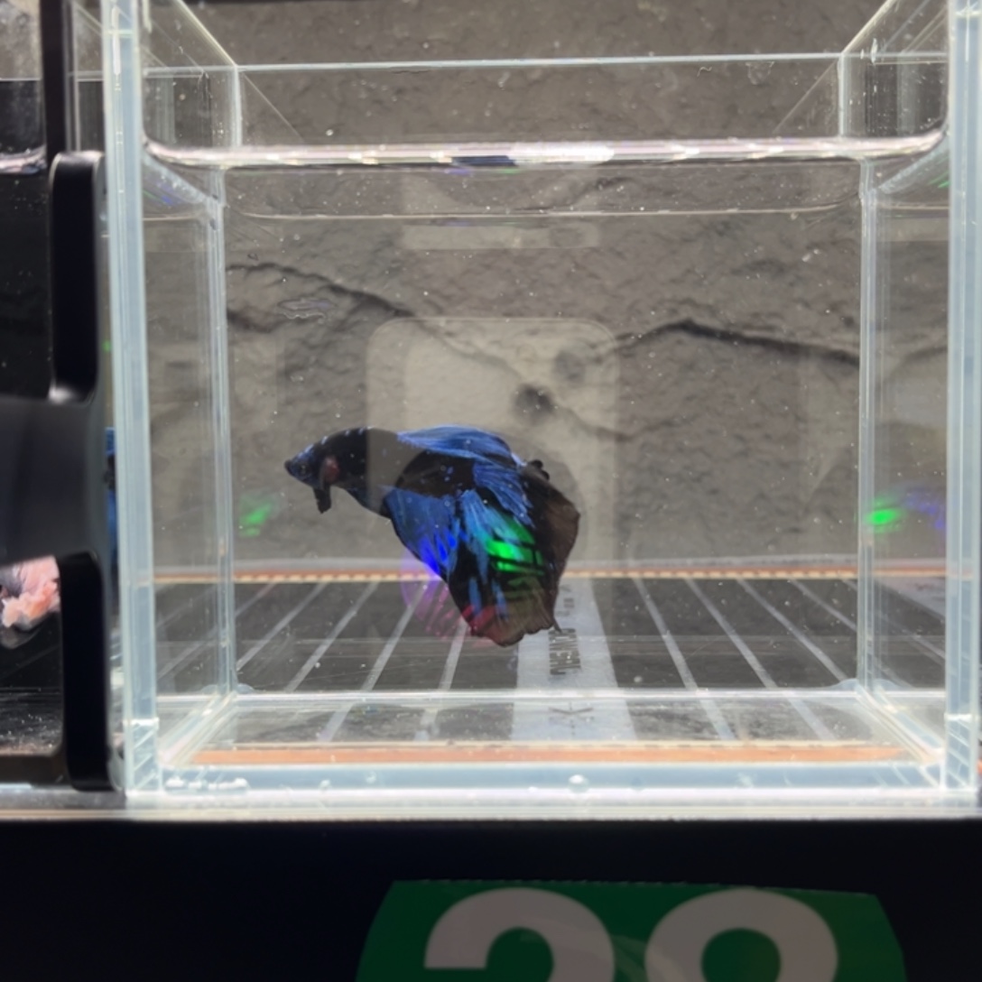 海水鱼7➕黑光蓝袍CC老板