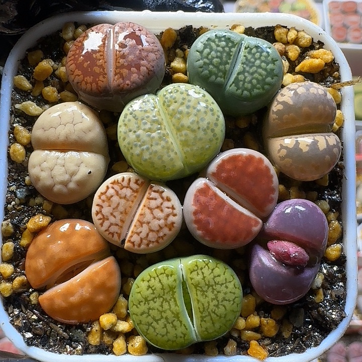 生石花111112。   136