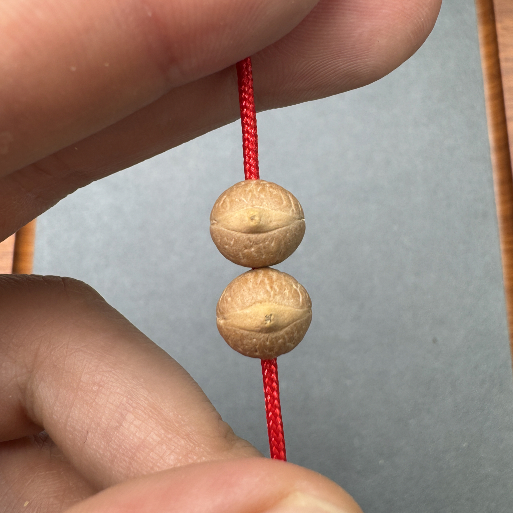 9.5mm凤眼菩提实心籽单颗，圆桩偏矮 飞碟桩型，凸眼 高油高密