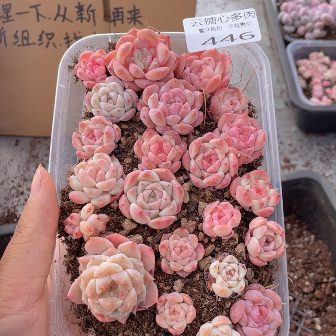 云糖心多肉植物446