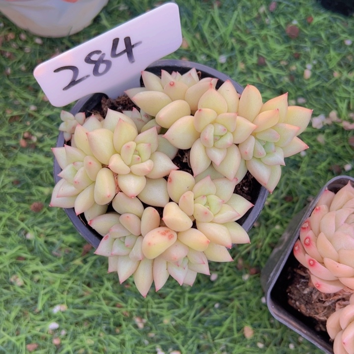 健健康康平平安安