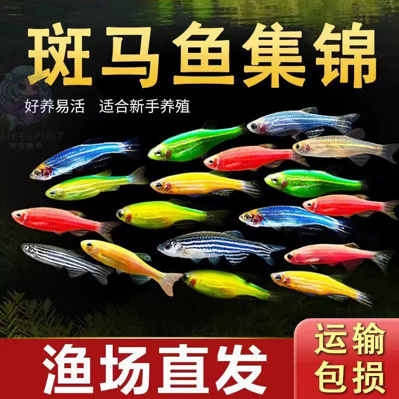 七彩斑马鱼小型热带观赏鱼淡水灯科鱼新手好养易活