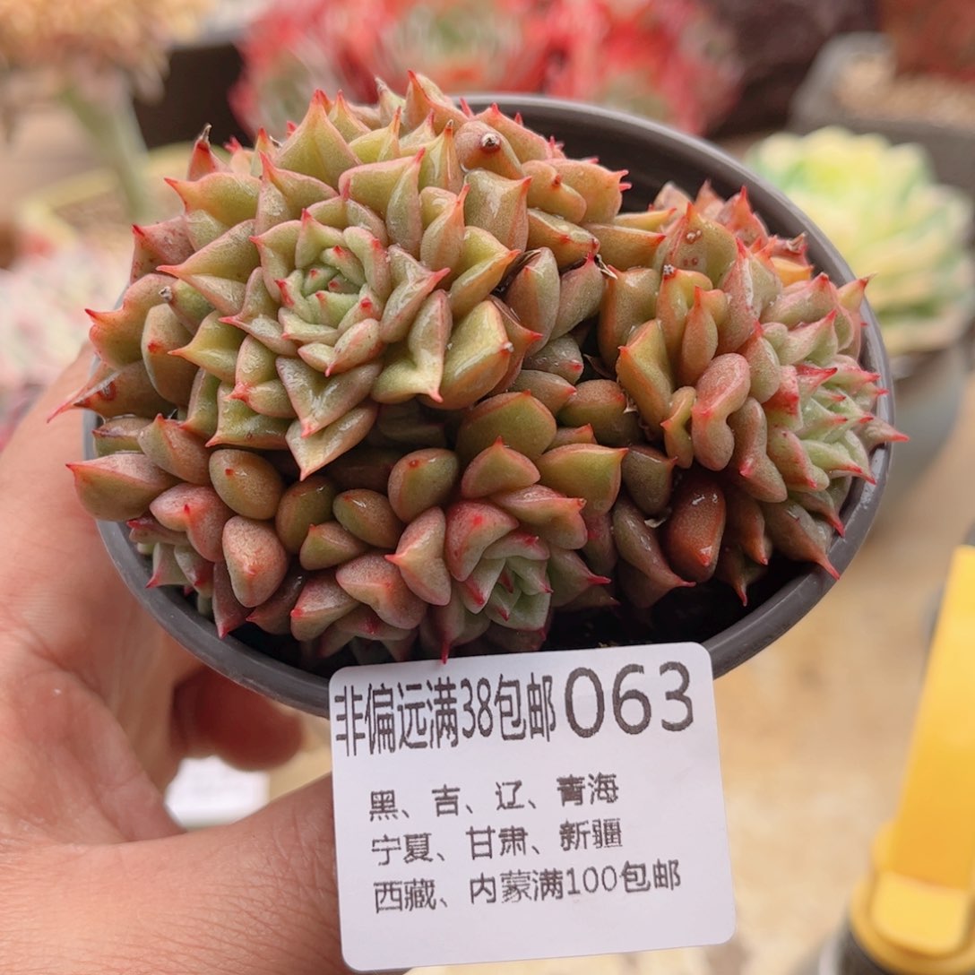 063特斯拉德华多肉