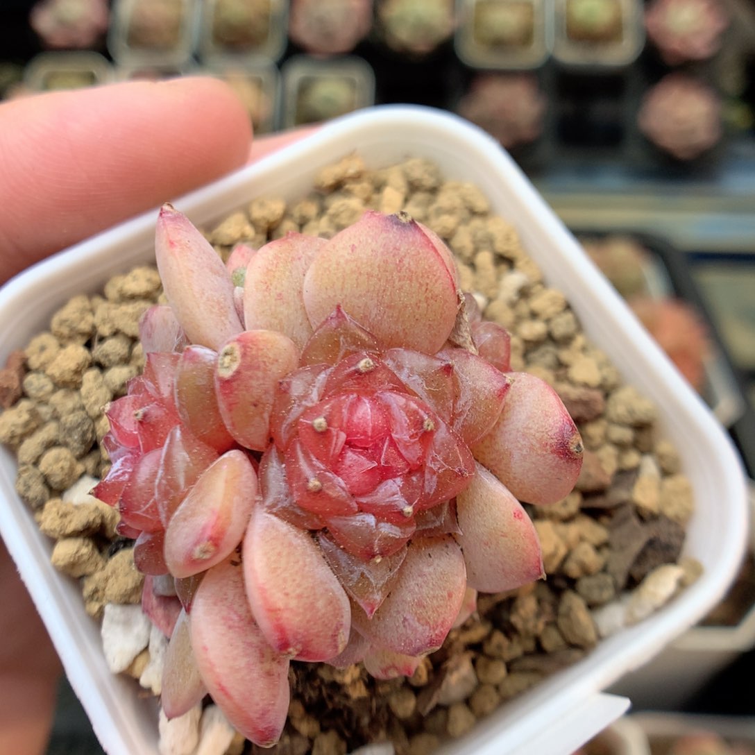 E135 ，20包邮两天凑单偏远不发货