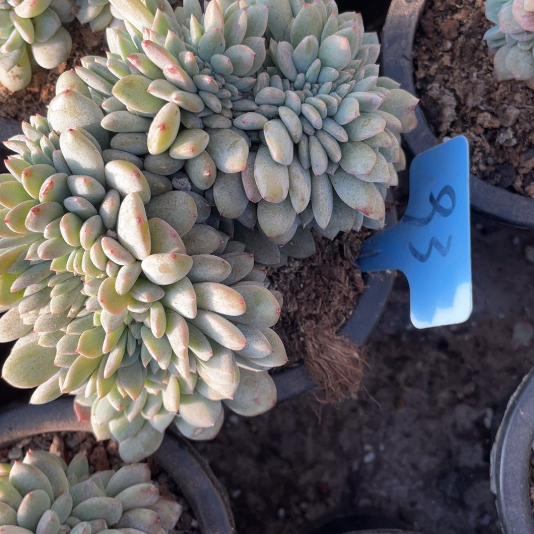 93号星影缀化多头