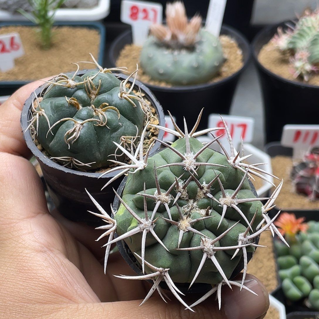 实生2颗包邮非偏远