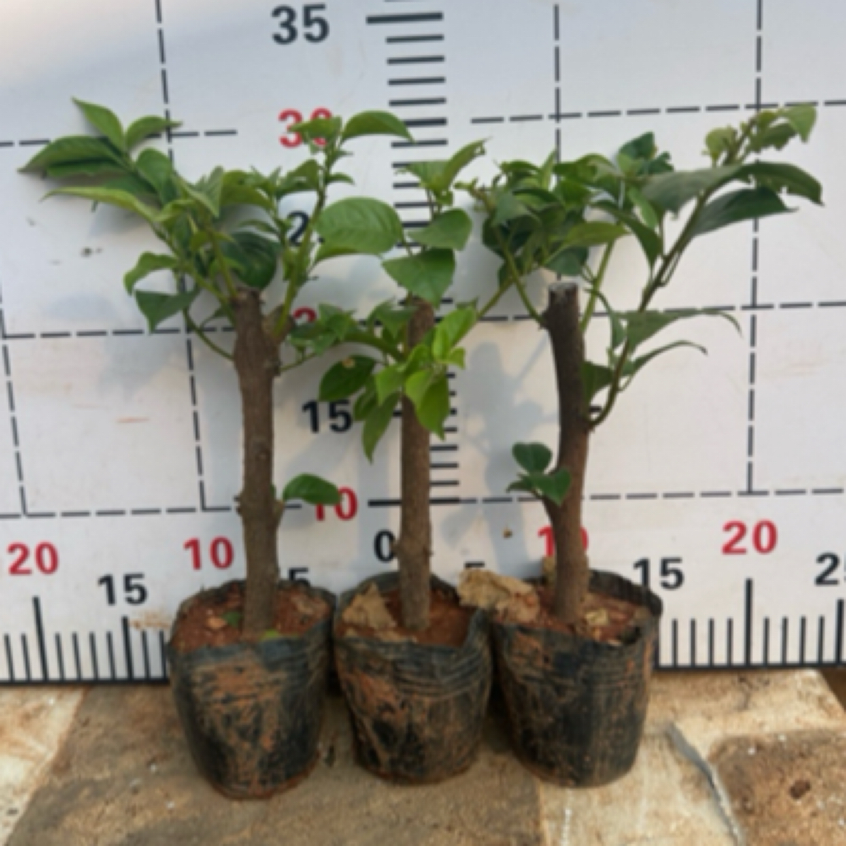 三棵福利苗云南紫袋苗昆明三角梅四季基地直销