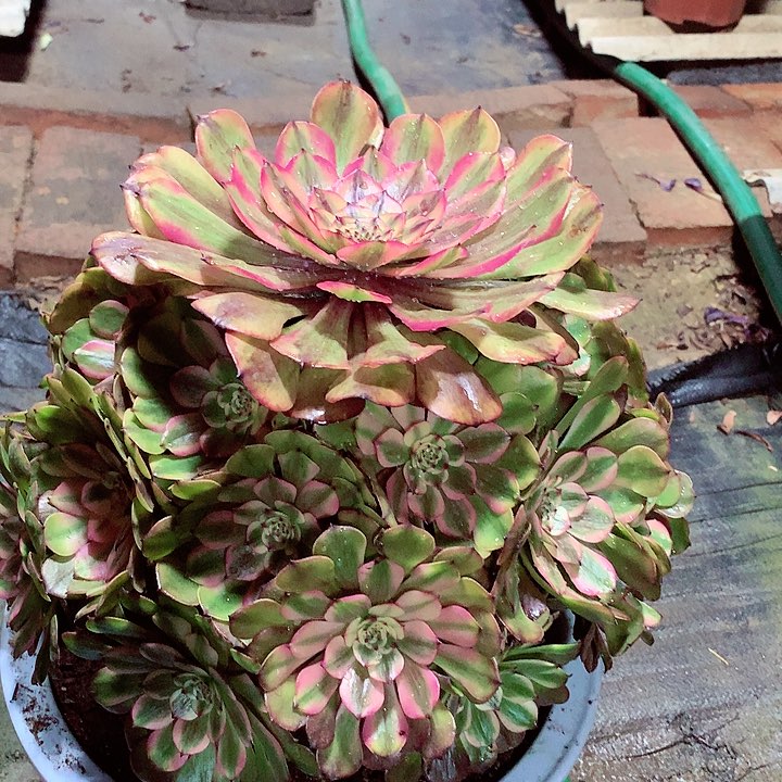 粉美姬，多肉植物