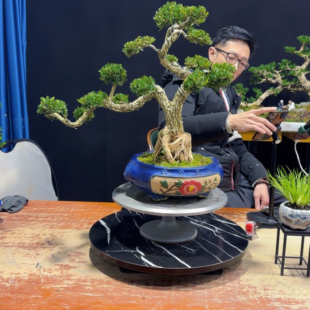 黄杨室内室外盆景艺术