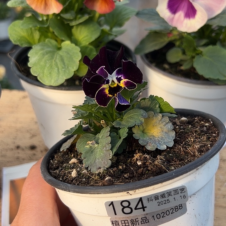 红陶抖音直播闪拍184