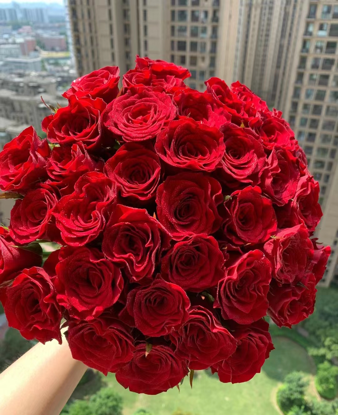 高品质【高原红】玫瑰10支云南基地直发已发货不支持退款