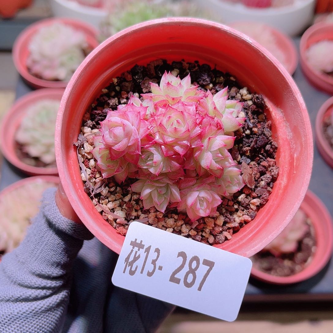 花13-287女王群生