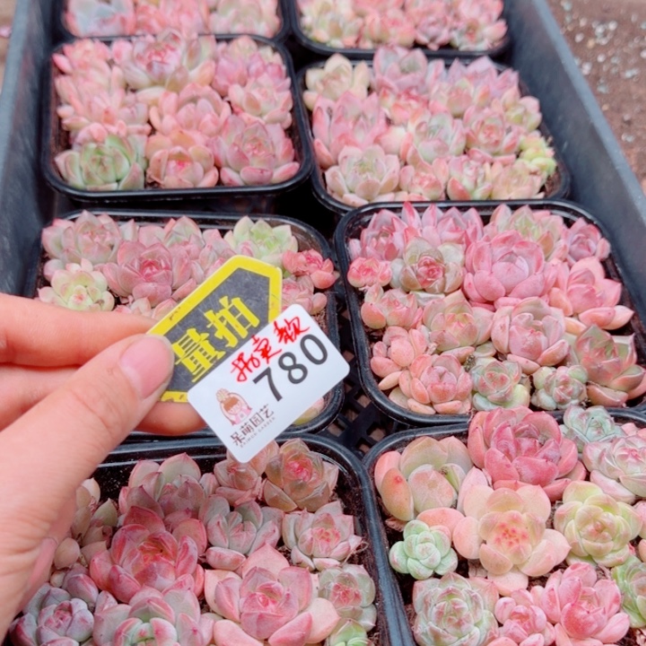 多肉植物多肉植物