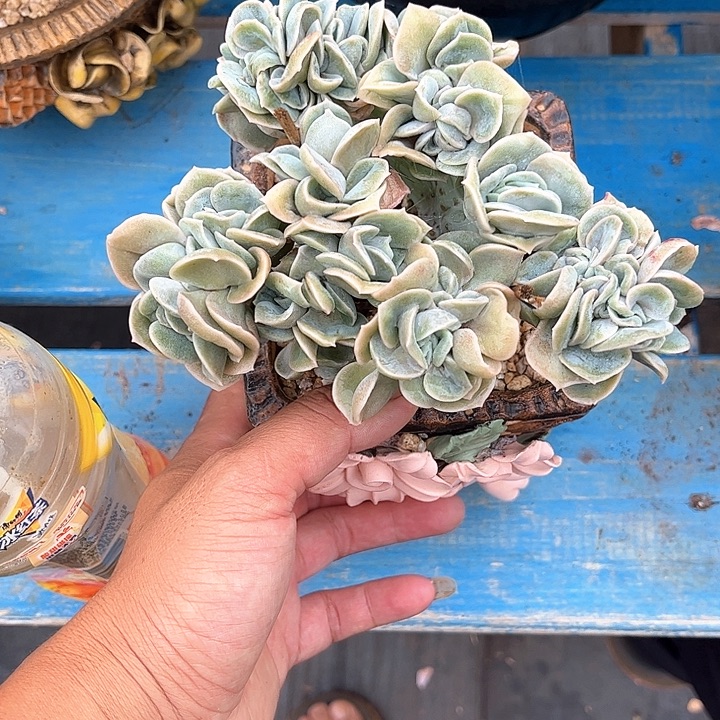 多肉植物一物一拍照