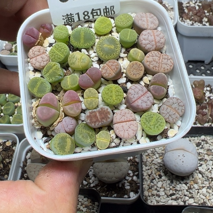 【闪购商品】 625。       