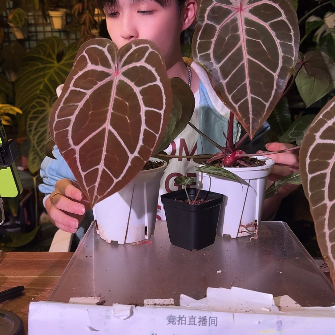 不开花植物红水晶f3随机发随机送一颗方杯小苗
