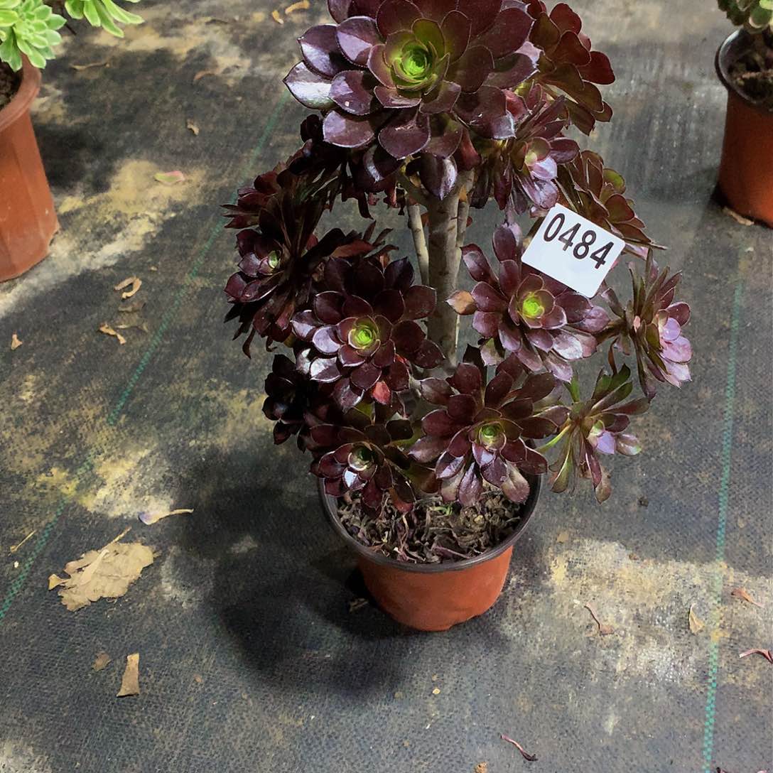 每***心484花8888888888