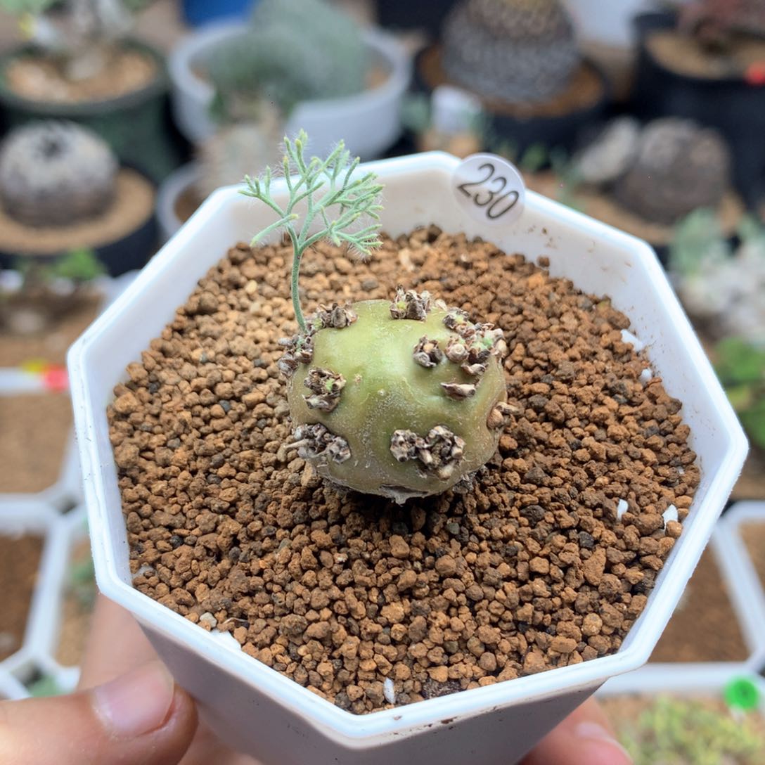 白皮月界带盆发货2.3