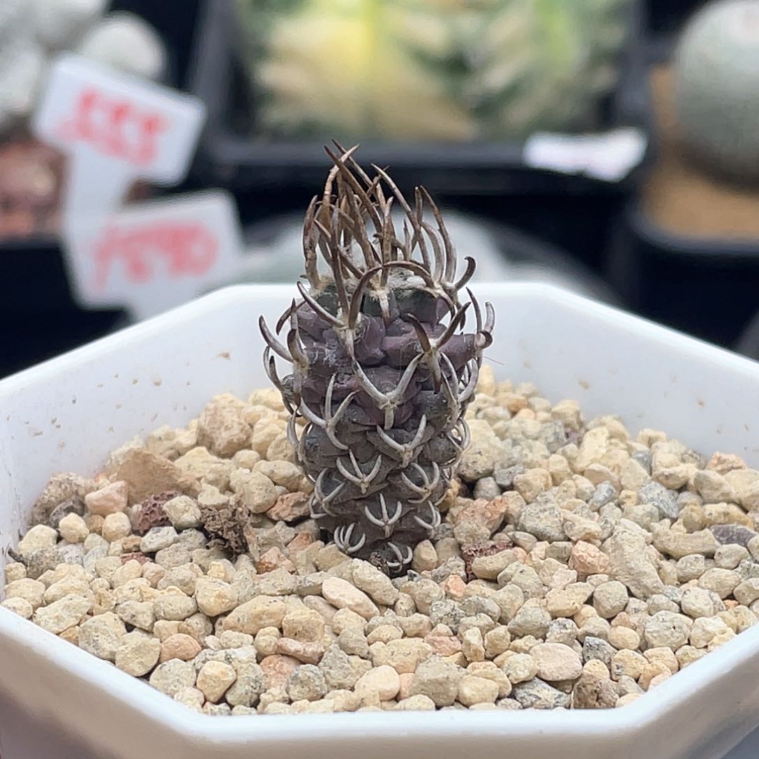 实生紫皮黄龙丸仙人球