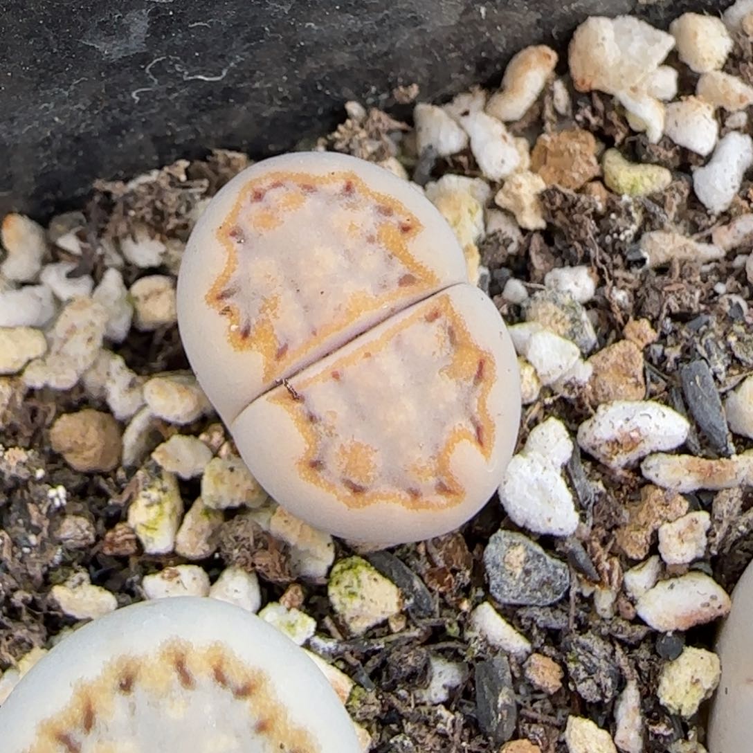 12.6.c215饼干.9093