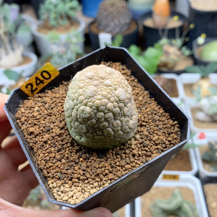 凝蹄玉母本多肉带盆