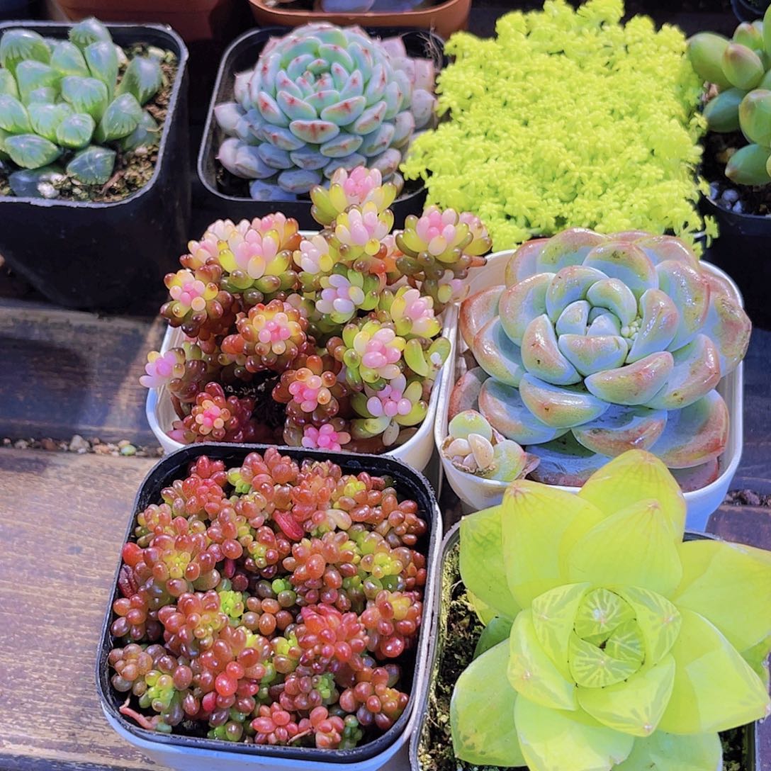 龙珠。浆果。冰玉。黄金雨露