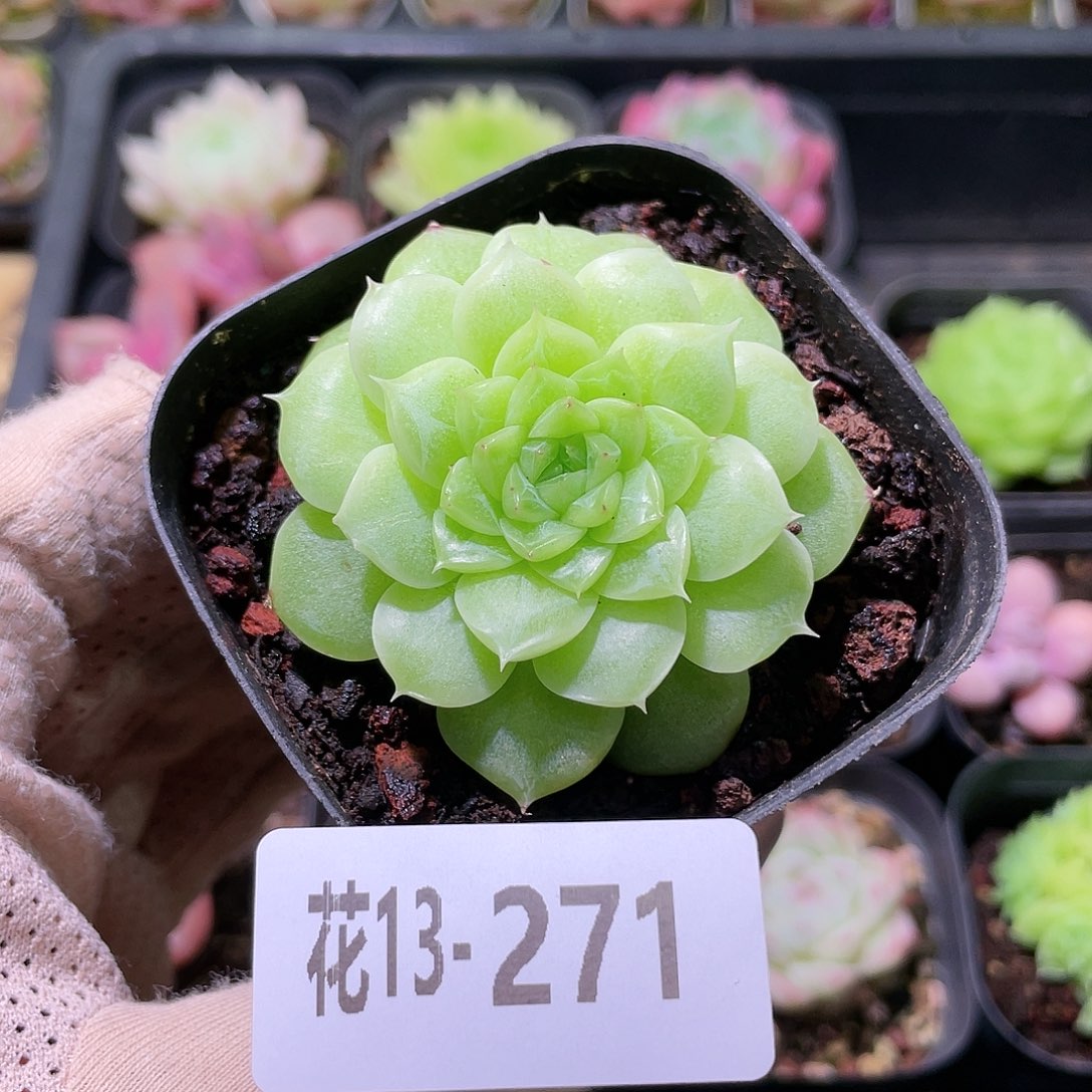 花利美13-271麦秆