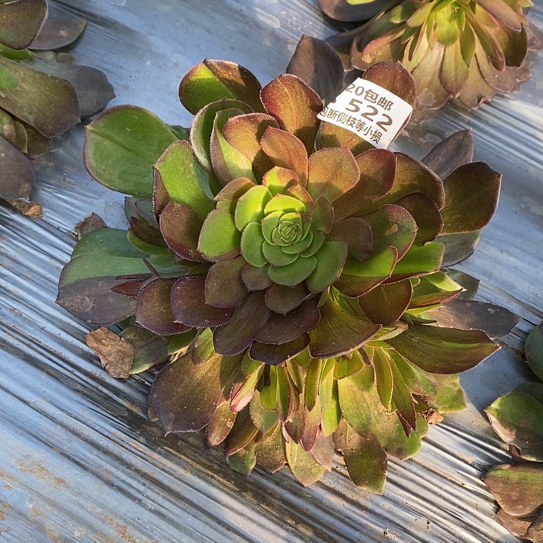 522花无缺多肉法师